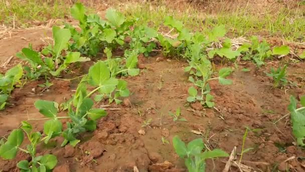 Μπιζέλια Λαχανόκηπο Peais Μικρό Σφαιρικό Σπόρο Λοβός Σπόρου Του Podfruit — Αρχείο Βίντεο