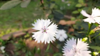 Bahçedeki tatlı William çiçeği. Tatlı William, Caryophyllaceae ailesinin bitkilerini indiriyor. Diğer adı Dianthus Barbatus.. 