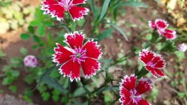 Bahçedeki tatlı William çiçeği. Tatlı William, Caryophyllaceae ailesinin bitkilerini indiriyor. Diğer adı Dianthus Barbatus.. 
