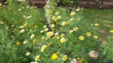 Glebionis koronaria çiçeği. Diğer adları ise; çelenk, kasımpatı, yeşillik, yenilebilir kasımpatı, kraterimsi kasımpatı, pirzola, suey yeşili, taç papatyası, kasımpatı koronaryumu..