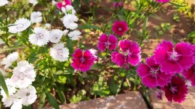 Bahçedeki tatlı William çiçeği. Tatlı William, Caryophyllaceae ailesinin bitkilerini indiriyor. Diğer adı Dianthus barbatus çiçeği.. 