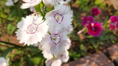 Bahçedeki tatlı William çiçeği. Tatlı William, Caryophyllaceae ailesinin bitkilerini indiriyor. Diğer adı Dianthus barbatus çiçeği.. 