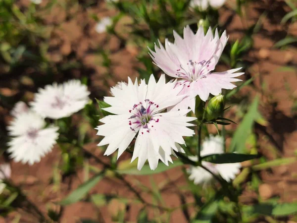 甜甜的威廉在花园里开花 甜甜的威廉是一种特殊的植物 它的另一个名字Dianthus Barbatus Flower — 图库照片