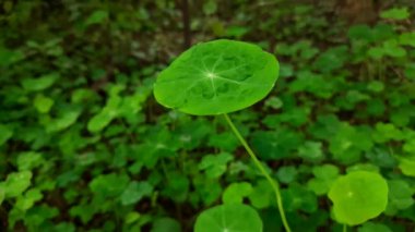 Nasturtium çiçekleri yaprakları. Tropaeolum ya da nasturtium tam anlamıyla burun kıvırıcı ya da burun bükücü. Yıllık çiçek açan bitkilerin bir cinsidir. Diğer adı Tropaeolaceae, Nasturtium, Nasturtium officinale..
