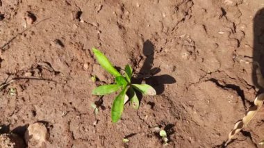 Tatlı William 'ın bahçedeki küçük bitkisi. Tatlı William, Caryophyllaceae ailesinin bitkilerini indiriyor. Diğer adı Dianthus Barbatus. Küçük çiçek bitkisi. 