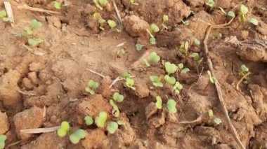 Sebze bahçesindeki Hardal bitkisini filizlendir. Küçük bir Hardal bitkisi. Tarlada hardal yetişiyor. Hardal Büyüt.