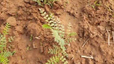 Sebze bahçesindeki nohut bitkisi. Bu bitki Fabaceae ailesine ait. Gram, Bengal gram, garbanzo, garbanzo fasulyesi, Mısır bezelyesi, tavuk bezelyesi, Cicer arietinum gibi farklı türleri vardır..