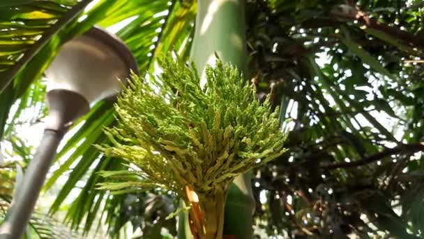 Areca Palmiyeleri Ağaçta Çiçek Açar Arecais Ajansı Arecaceae Familyasındaki Yaklaşık — Stok video