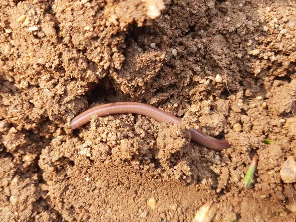 Žížala Zemi Aearthworm Suchozemský Bezobratlý Který Patří Fylumannelidě Nalezneme Celém — Stock fotografie