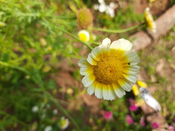 Kwiat Glebionis Coronaria Inne Nazwy Chryzantema Wieńcowa Chryzantemy Zielone Chryzantema — Zdjęcie stockowe