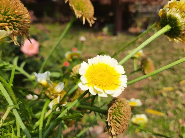 グリービオニス コロナリアの花 ガーランド菊 食用菊 クラウンデイジー菊 チョップスイーグリーン クラウンデイジー 菊コロナリウム — ストック写真