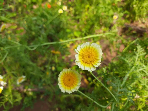 Flor Glebionis Coronaria Seus Outros Nomes Guirlanda Crisântemo Crisântemos Verdes — Fotografia de Stock