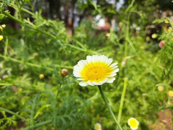 Glebionis Coronaria Blüte Seine Anderen Namen Girlanden Chrysanthemen Chrysanthemen Grün — Stockfoto