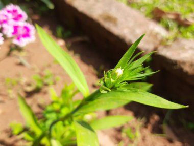 Bahçedeki tatlı William Bud. Dianthus Barbatus, Caryophyllaceae familyasına özgü bir bitki türü. Diğer adı Dianthus barbatus çiçeği..