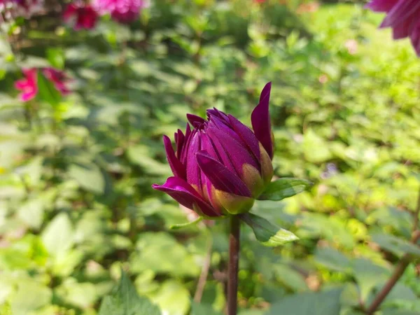 Dahlia Bud Podzimní Zahradě Dahliais Agenusof Keřovité Hlíznaté Bylinkovité Rostliny — Stock fotografie