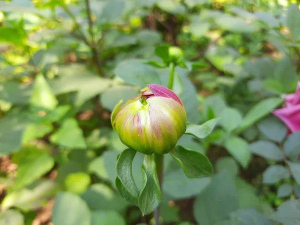 정원의 달리아 꽃봉오리 리아이 Dahliais Agenusof Bushy Beparous Herbaceousperennial 식물입니다 — 스톡 사진