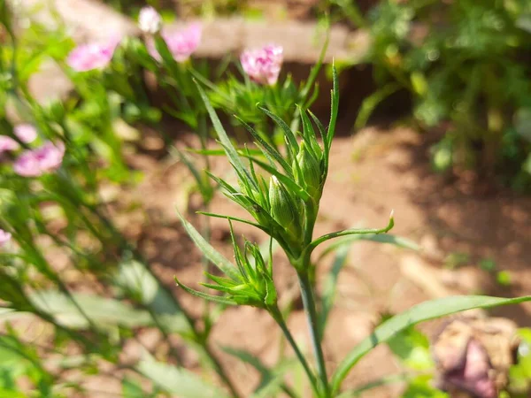 Sladký William Bud Zahradě Dianthus Barbatus Nabízí Rostlinu Rodiněcaryophyllaceae Jeho — Stock fotografie