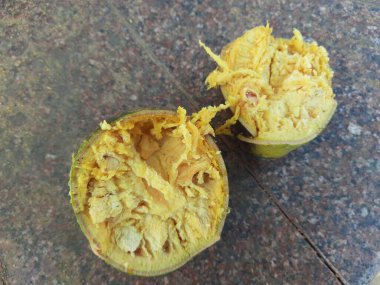 Olgun Bael meyvesi. Aegle Marmelos, yaygın olarak Bael olarak bilinir. Diğeri ise snameBengal ayva, altın elma, Japon acı portakalı, taş elmalı elma. Tıbbi özellikleri olan bir meyve..