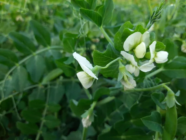 Sebze Bahçesinde Bezelye Çiçeği Peais Küçük Küresel Sedef Podfruit Pisum — Stok fotoğraf