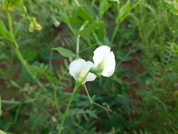 Kwiat Grochu Ogrodzie Warzywnym Brzoskwiniowy Mały Kulisty Sadzonka Nasienny Strąk — Zdjęcie stockowe