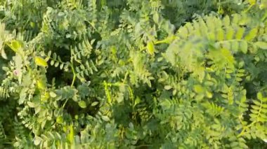 Sebze bahçesindeki nohut bitkisi. Bu bitki Fabaceae ailesine ait. Gram, Bengal gram, garbanzo, garbanzo fasulyesi, Mısır bezelyesi, tavuk bezelyesi, Cicer arietinum gibi farklı türleri vardır..