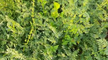 Sebze bahçesindeki nohut bitkisi. Bu bitki Fabaceae ailesine ait. Gram, Bengal gram, garbanzo, garbanzo fasulyesi, Mısır bezelyesi, tavuk bezelyesi, Cicer arietinum gibi farklı türleri vardır..