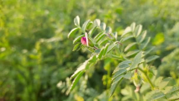 Kikkererwtenplant Moestuin Deze Plant Behoort Tot Fabaceae Familie Verschillende Soorten — Stockvideo