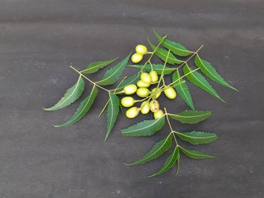 Neem yaprakları ve siyah arka planda meyveler. Neem birçok hastalıkta Ayurvedic ilaç olarak kullanılır. Petrol tohumlarından yapılır..