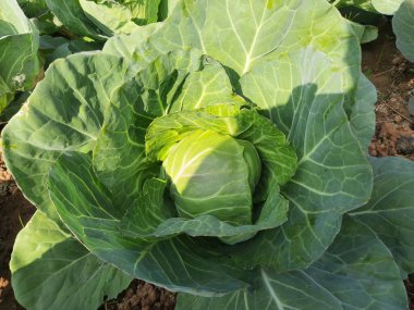 Lahana sebzesi. Yapraksı yeşil, kırmızı veya beyaz bir bienal bitkidir. Yoğun yapraklı başları için yıllık bir sebze mahsulü olarak yetiştirilir. En popüler yapraklı sebzedir. Tarlada lahana bitkisi.