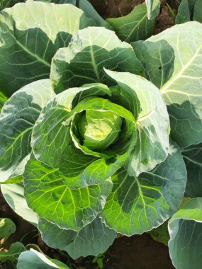 Lahana sebzesi. Yapraksı yeşil, kırmızı veya beyaz bir bienal bitkidir. Yoğun yapraklı başları için yıllık bir sebze mahsulü olarak yetiştirilir. En popüler yapraklı sebzedir. Tarlada lahana bitkisi.