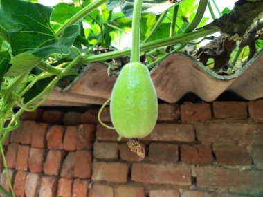 Bitkide bir şişe su kabağı. Meyvesini almak için yanıp tutuşur. Diğer adları Calabash, Lagenaria siceraria, beyaz çiçekli kabak, uzun kavun, kuş evi kabağı, Yeni Gine fasulyesi ve Tazmanya fasulyesi..