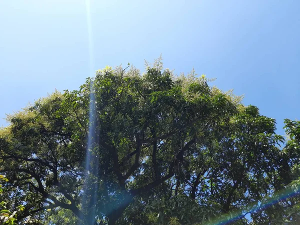 Mango flower in tree. It is a popular fruits tree in summer season. Mango flower blossom, Aam ka Manzar. inflorescence and immature fruits of an \'Alphonso\' mango tree.