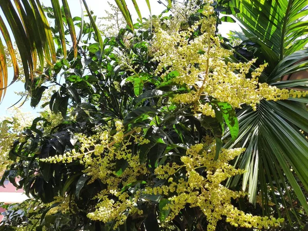 Mango flower in tree. It is a popular fruits tree in summer season. Mango flower blossom, Aam ka Manzar. inflorescence and immature fruits of an \'Alphonso\' mango tree.