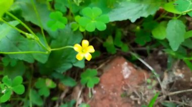 Wood Sorrel çiçekleri. Oxalis Articulata 'nın sarı çiçekleri. Bu bir aperatif bitki türü. Diğerlerinin adları sarı-doru, sarı ahşap doru, pencere kutusu ahşap doru, Chari amilo, sourgrass, Netho, saag.