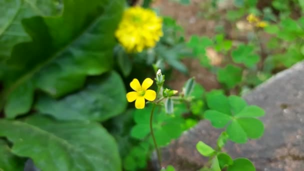 Flores Acedera Madera Flores Amarillas Oxalis Articulata Una Especie Planta — Vídeo de stock