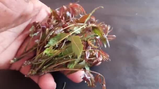 Hojas Neem Suaves Rojas Sus Otros Nombres Azadirachta Indica Nimtreeorindian — Vídeo de stock