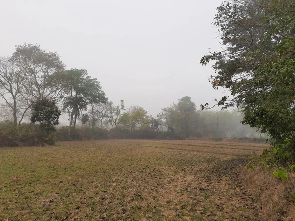 秋天雾蒙蒙的美丽风景 多雾的早晨 美丽的森林里结满了白霜 印度森林里多雾的晨景 雾和毛毛雨 — 图库照片