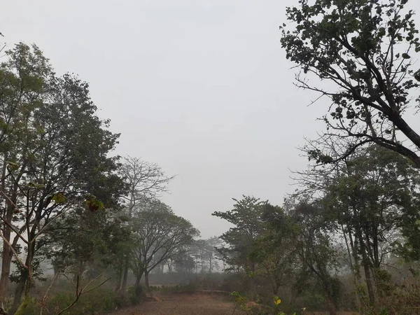 秋天雾蒙蒙的美丽风景 多雾的早晨 美丽的森林里结满了白霜 印度森林里多雾的晨景 雾和毛毛雨 — 图库照片