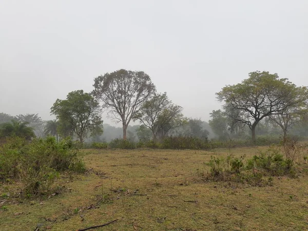 秋天雾蒙蒙的美丽风景 多雾的早晨 美丽的森林里结满了白霜 印度森林里多雾的晨景 雾和毛毛雨 — 图库照片