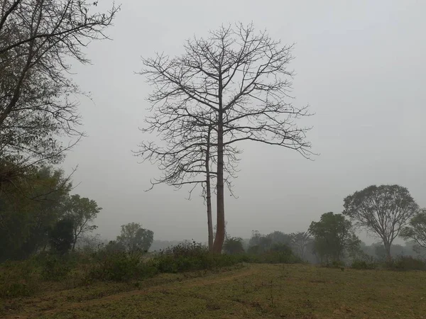 Bellissimo Paesaggio Nebbioso Autunno Mattina Appannata Brina Gelida Nella Foresta — Foto Stock