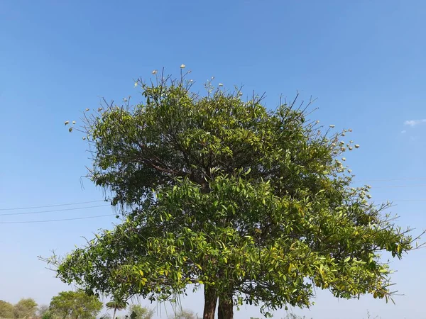 青天背景下的阿尔斯通尼亚树 它的俗称是黑板树 是邪恶树的英文 它传统上用于医学形式的疾病和病痛 — 图库照片