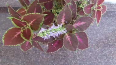 Bahçedeki Coleus çiçeği. Coleusis, yıllık veya uzun ömürlü bir bitki ya da çalılık cinsidir. Yakın plan mor çiçek ve yeşil yaprak. Lamiaceae familyasından çiçek açan bir bitki türü. Geleneksel bitkiler.