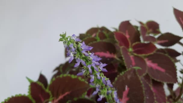 科雷斯花在花园里 菊花属一年生或多年生草本植物或灌木属 浓密的紫色花朵和绿叶 兰科植物中开花植物的种类 传统草本植物 — 图库视频影像