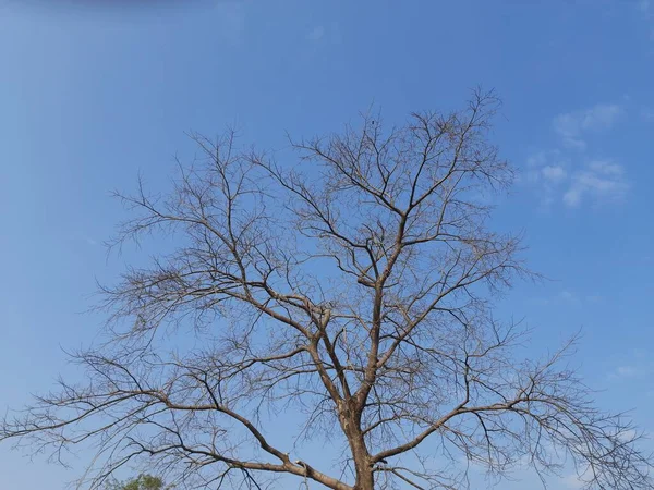 Дерево Листьев Голубом Фоне Неба Дерево Фоне Лесного Неба Дерево — стоковое фото