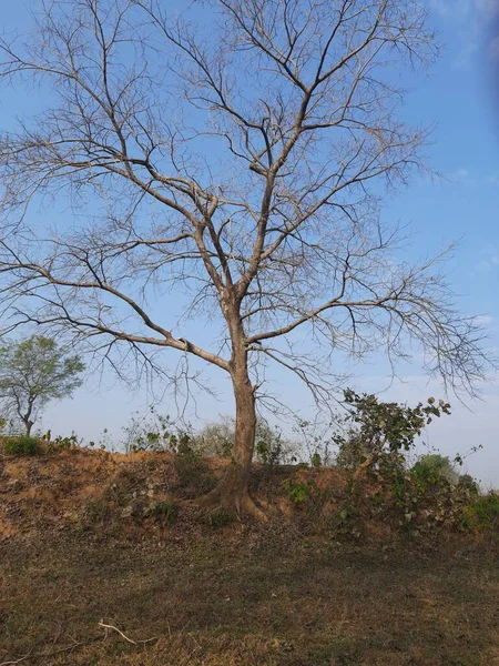 Albero Senza Foglie Sfondo Cielo Blu Bellissimo Albero Sfondo Cielo — Foto Stock