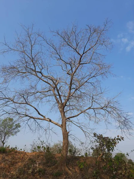 Strom Bez Listí Pozadí Modré Oblohy Krásný Strom Pozadí Lesní — Stock fotografie