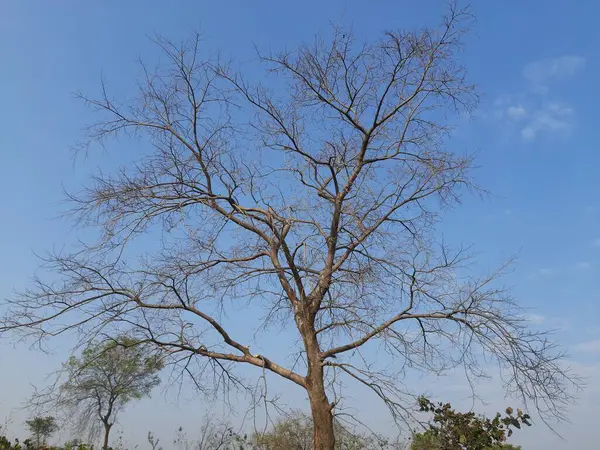 Strom Bez Listí Pozadí Modré Oblohy Krásný Strom Pozadí Lesní — Stock fotografie