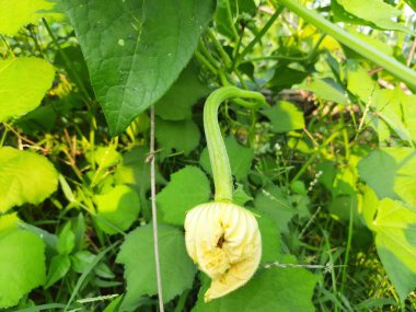 Sebze bahçesinde sünger kabağı. Luffa silindiri, Mısırlı salatalık, Vietnam luffası, Güney ve Güneydoğu Asya 'ya özgü meyveleri için yetiştirilen yıllık bir üzüm türüdür..