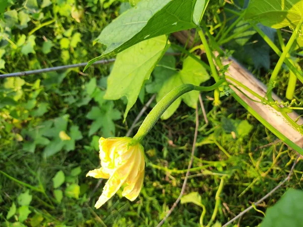 Biskuitkürbis Gemüsegarten Luffa Cylindrica Der Große Kürbis Die Ägyptische Gurke — Stockfoto