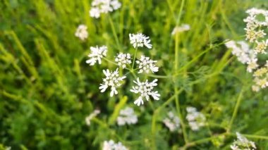 Baharda çiçek açan kişniş çiçekleri. Sebze bahçesinde kişniş çiçeği. Tarlalarda cilantro çiçekleri. Tohumları ünlü bir baharattır. Yeşil yapraklarından sos yaptım..